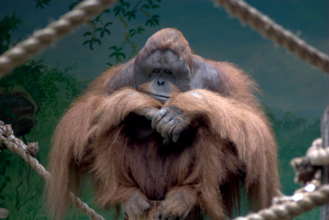 Обои картинки фото животные, обезьяны, орангутанг, рыжий