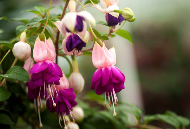 Обои картинки фото цветы, фуксия, цветение, лиловый