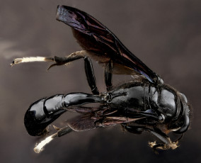 Картинка животные насекомые насекомое макросъемка