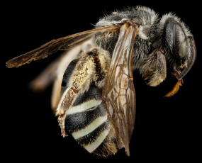 Картинка животные насекомые насекомое макросъемка