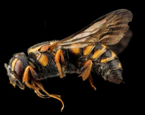 обоя животные, насекомые, насекомое, макросъемка