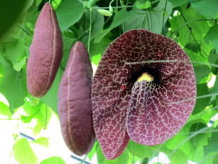 Картинка цветы кирказон+ аристолохия экзотика