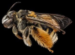 Картинка животные пчелы +осы +шмели макросъемка насекомое