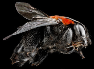 Картинка животные насекомые макросъемка насекомое