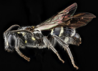 Картинка животные насекомые насекомое макросъемка