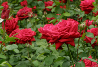 Картинка цветы розы красный