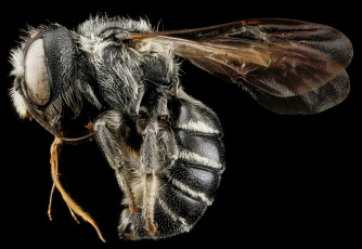 Картинка животные насекомые насекомое макросъемка