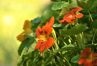 Картинка цветы настурции оранж