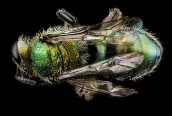 Картинка животные насекомые насекомое макросъемка