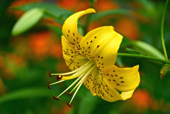 Картинка цветы лилии +лилейники макро