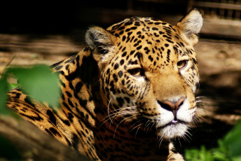 Картинка животные Ягуары морда хищник