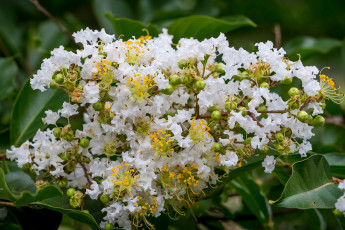 Картинка цветы лагерстрёмия +катальпа катальпа