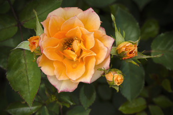 Картинка цветы розы макро