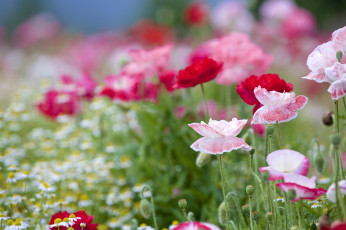 Картинка цветы маки луг