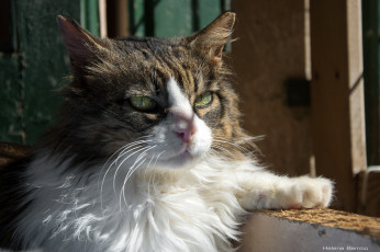 Картинка животные коты лапа мордочка свет тень