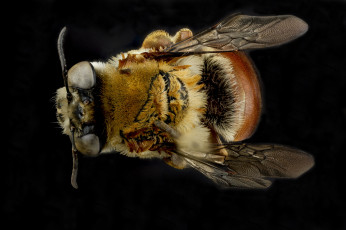 обоя животные, насекомые, насекомое, макросъемка