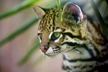 Картинка животные оцелоты кошка