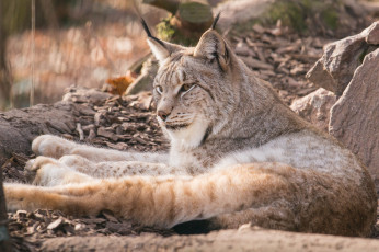 Картинка животные рыси мех отдых лежит зоопарк кошка