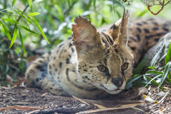Картинка животные сервалы уши хищник морда кошка