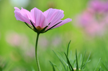 Картинка цветы космея розовый