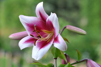 Картинка цветы лилии +лилейники макро