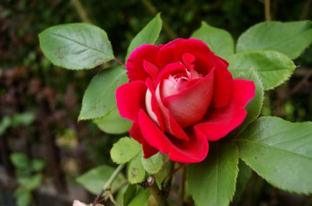 Картинка цветы розы бутон