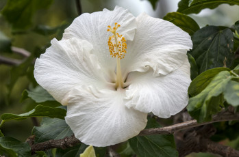 Картинка цветы гибискусы макро