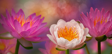 Картинка разное компьютерный+дизайн водяные лилии цветение цветы 3d