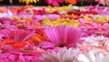 Картинка цветы герберы вода