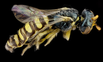 Картинка животные насекомые насекомое макросъемка