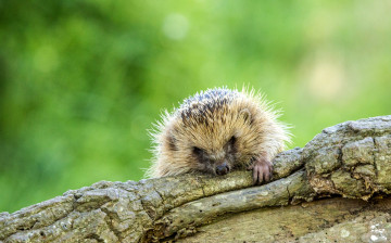 Картинка животные ежи колючки