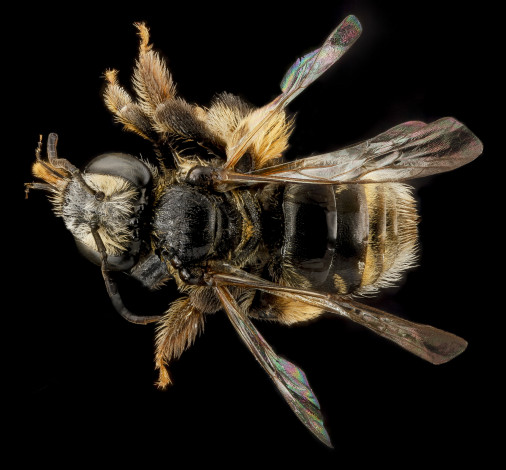 Обои картинки фото животные, пчелы,  осы,  шмели, макросъемка, насекомое