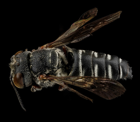 Обои картинки фото животные, насекомые, насекомое, макросъемка