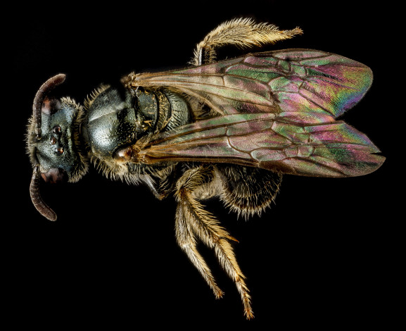 Обои картинки фото животные, насекомые, насекомое, макросъемка