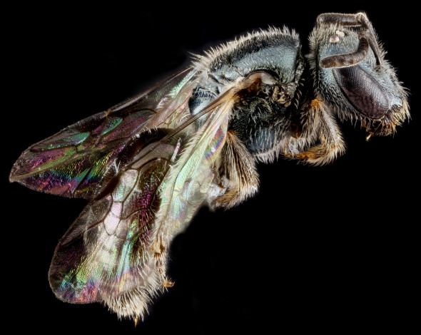 Обои картинки фото животные, насекомые, макросъемка, насекомое