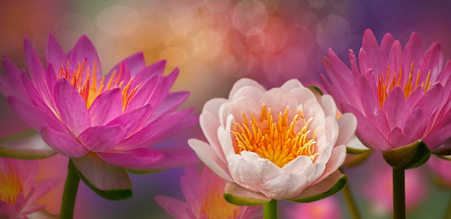 Обои картинки фото разное, компьютерный дизайн, водяные, лилии, цветение, цветы, 3d