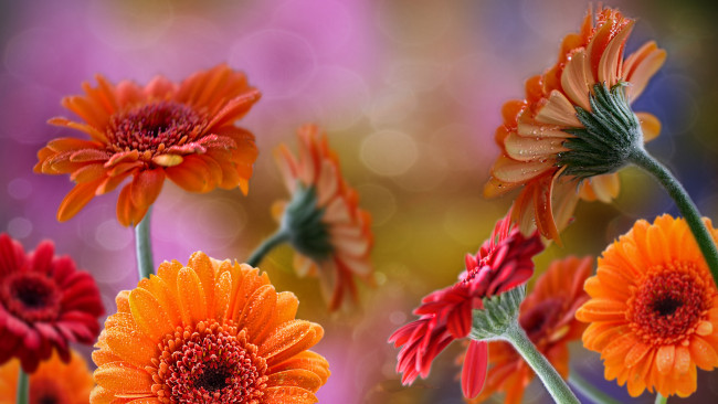 Обои картинки фото разное, компьютерный дизайн, герберы, цветы
