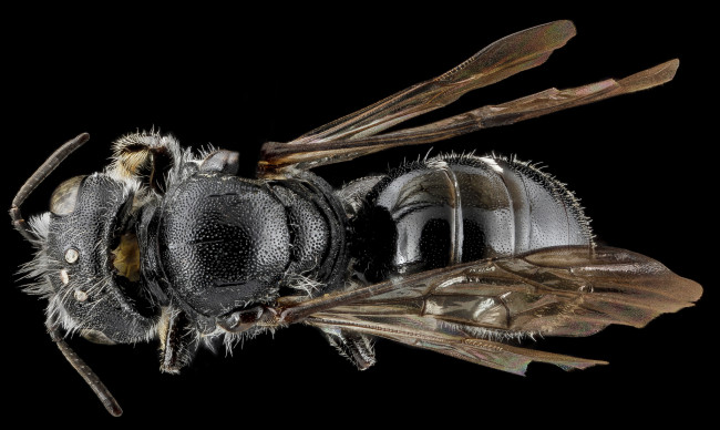 Обои картинки фото животные, насекомые, насекомое, макросъемка