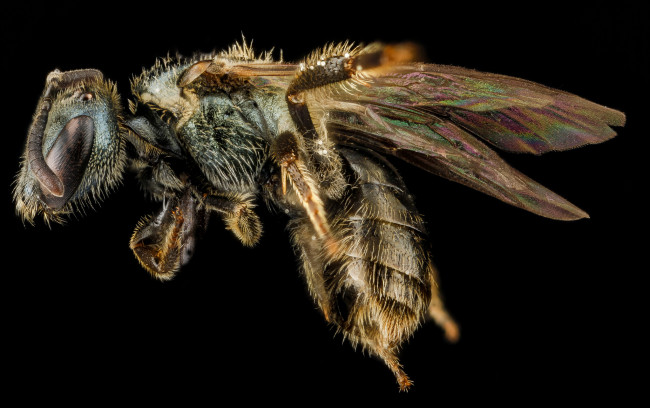 Обои картинки фото животные, насекомые, насекомое, макросъемка