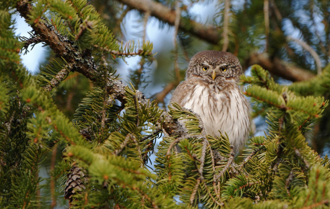 Обои картинки фото животные, совы, ель