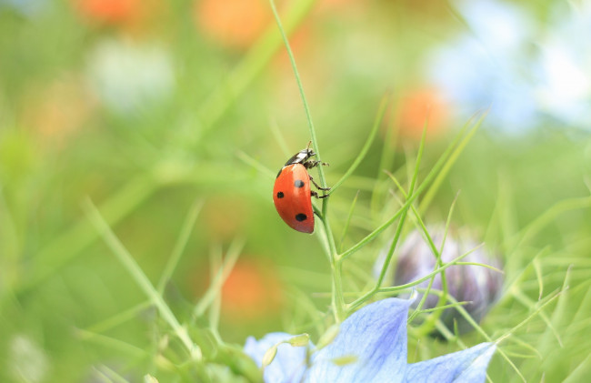 Обои картинки фото животные, божьи коровки, трава, зеленый, макро