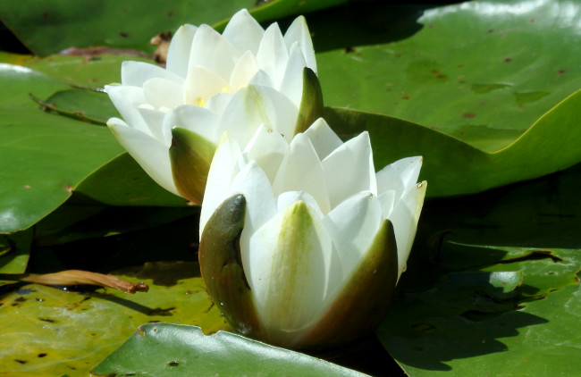 Обои картинки фото цветы, лилии водяные,  нимфеи,  кувшинки, пара