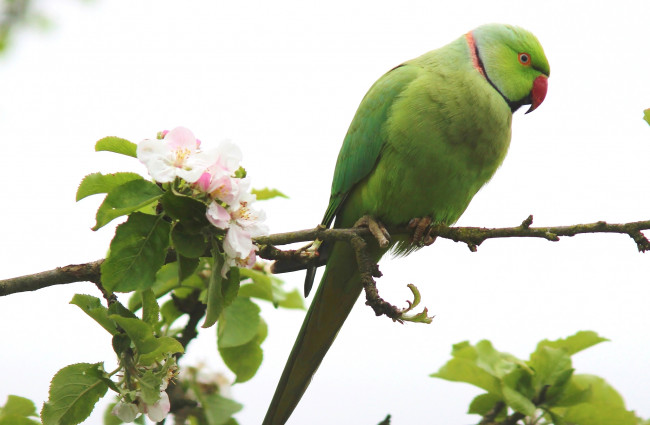 Обои картинки фото животные, попугаи, зеленый