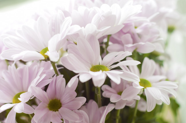 Обои картинки фото цветы, хризантемы, нежность