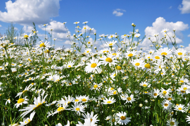 Обои картинки фото цветы, ромашки, луг