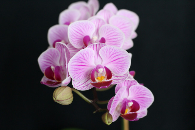 Обои картинки фото цветы, орхидеи, розовый