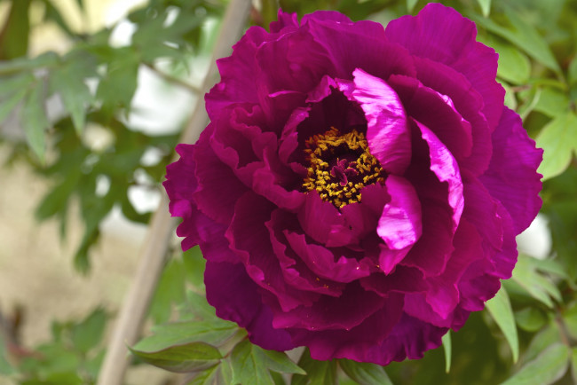 Обои картинки фото цветы, пионы, макро