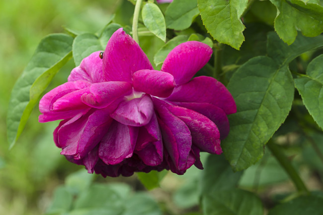 Обои картинки фото цветы, розы, яркий