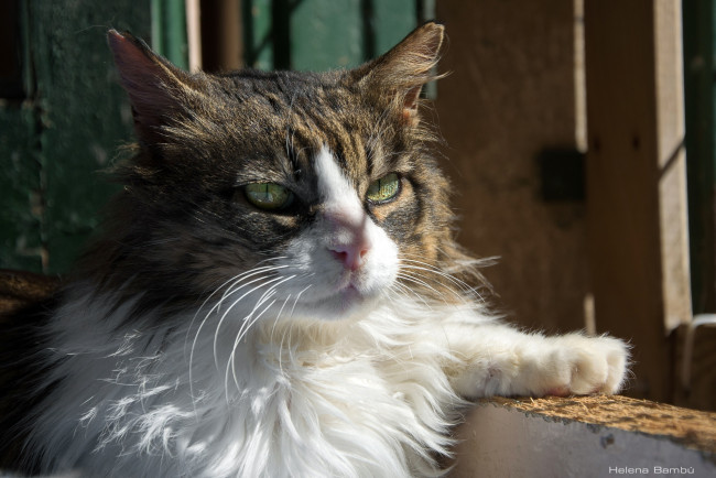 Обои картинки фото животные, коты, лапа, мордочка, свет, тень