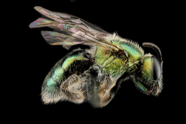 Обои картинки фото животные, насекомые, насекомое, макросъемка